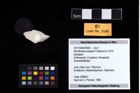 Foto (Objekt + Etikett) von Munitheites kuepperi (Fraaije et al., 2019)  (NHMW-GEO-2017-0093-0009)